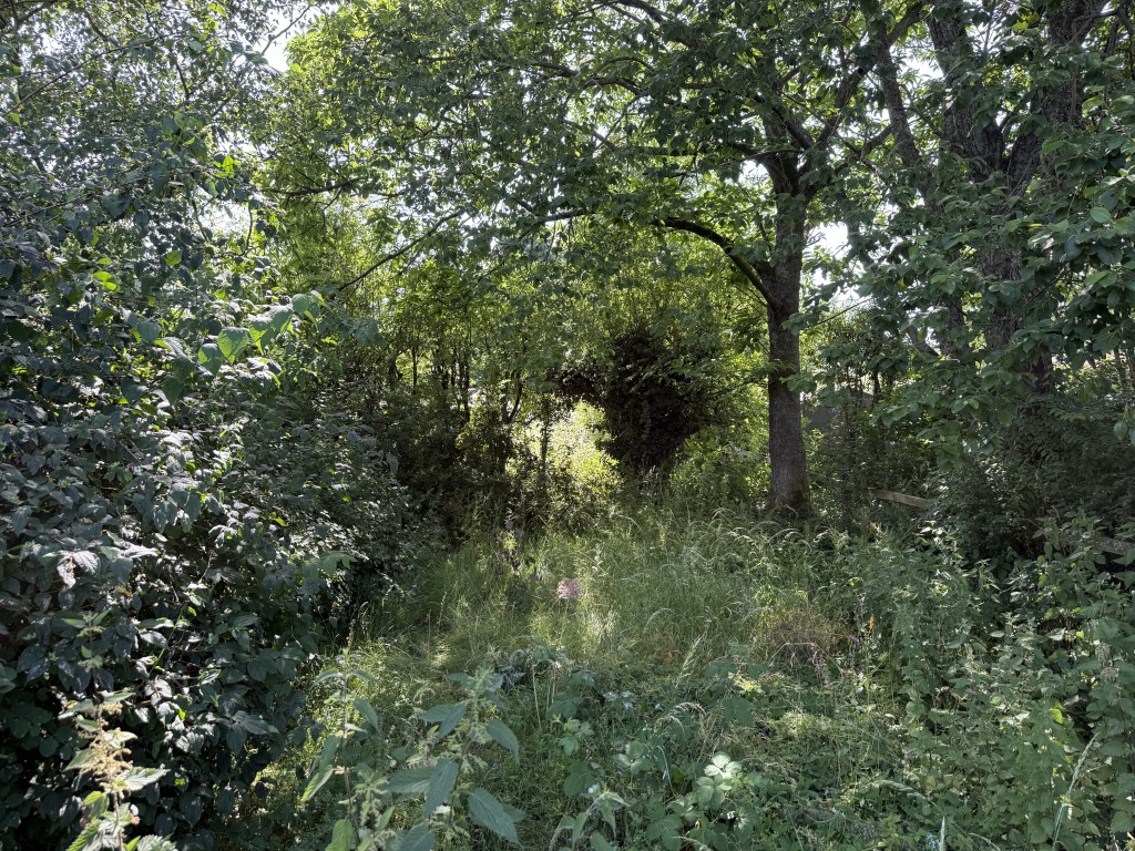 Lot: 134 - HOUSE FOR IMPROVEMENT WITH EXTENSIVE GARDEN - Back half of the rear garden